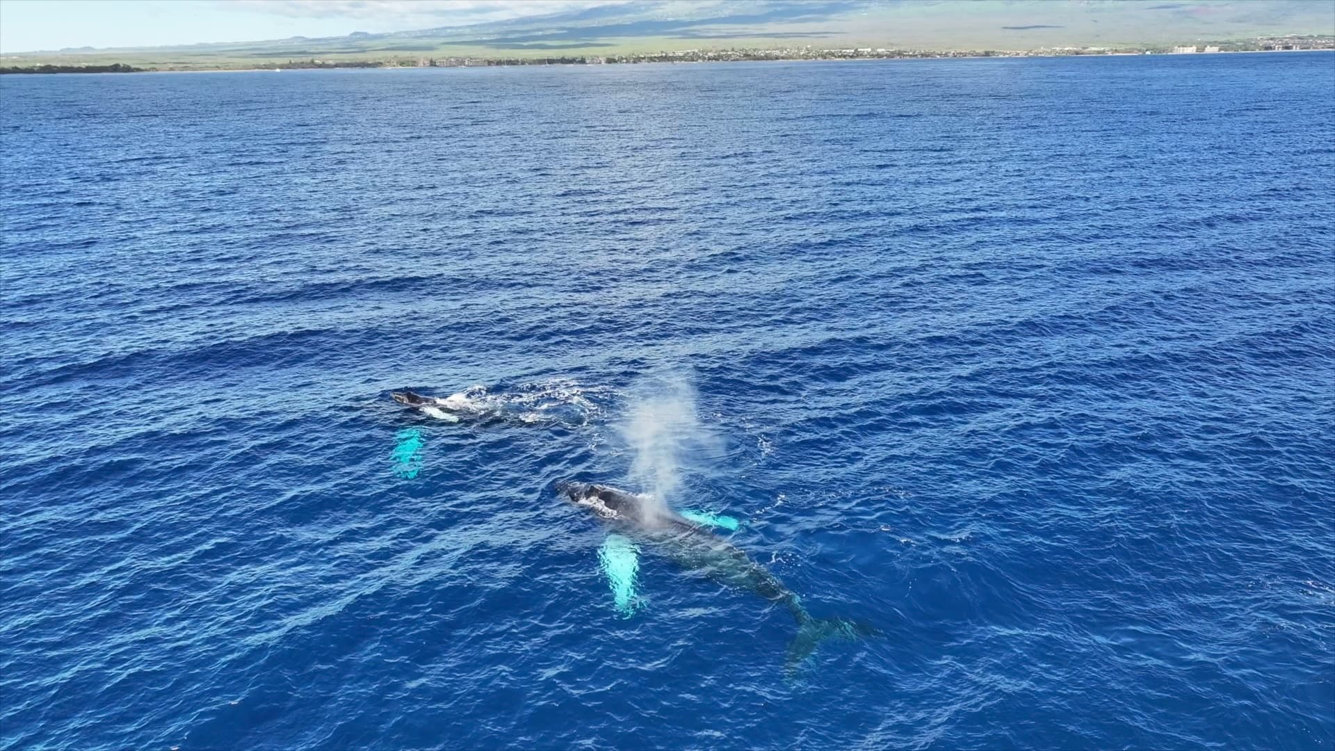Private Whale Watch Cruise • Catamaran Artemis