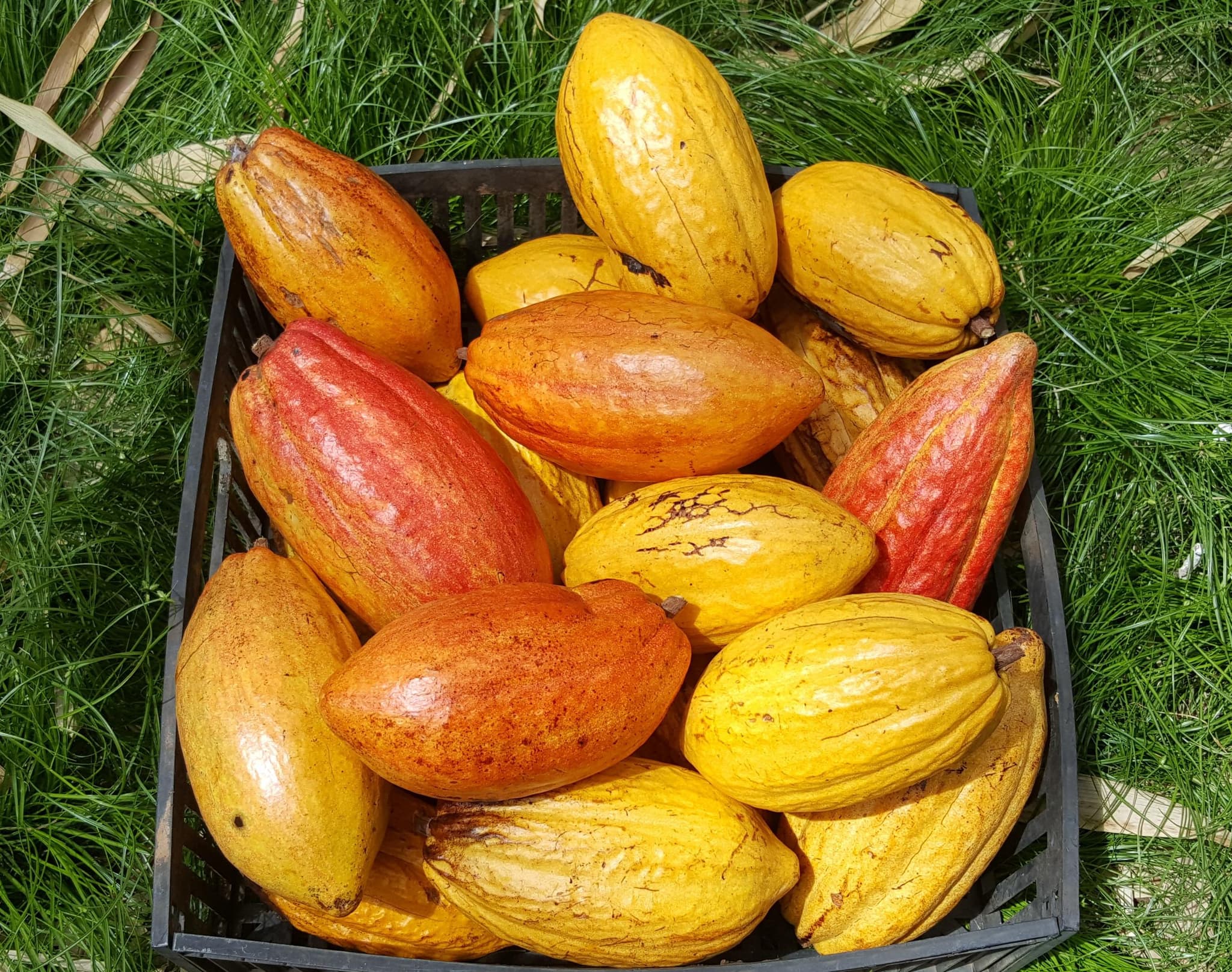 Chocolate and Coffee Adventure