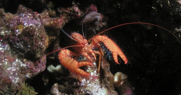 Advanced Open Water Certification