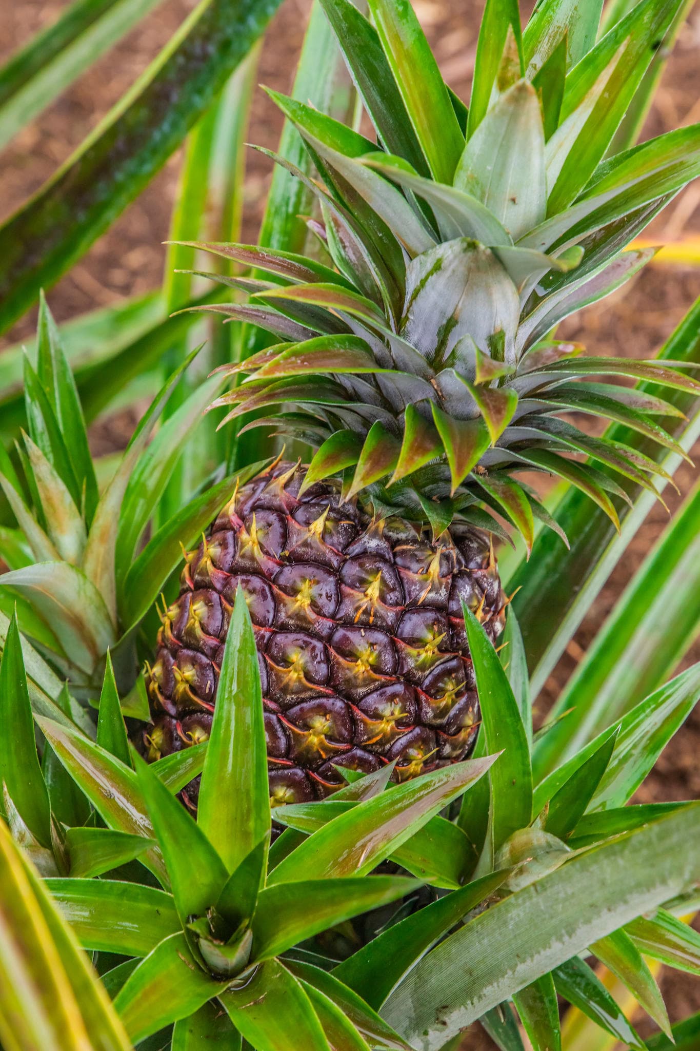 VIP Chocolate Tasting and Farm Tour