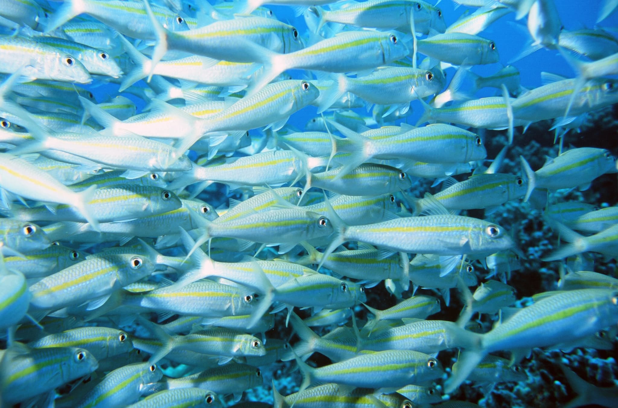 Kealakekua Bay / Captain Cook Monument Snorkel