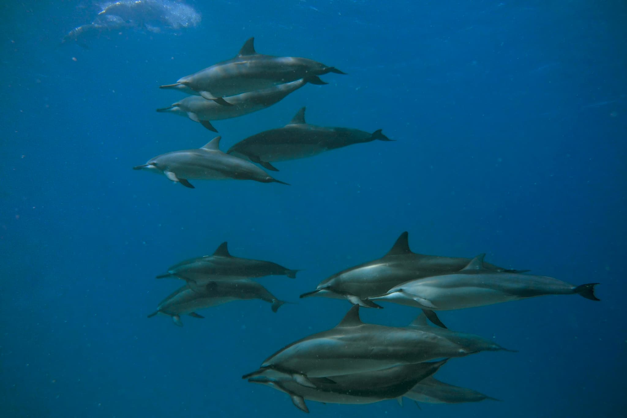 Beginner/Refresher Dive - Electric Beach