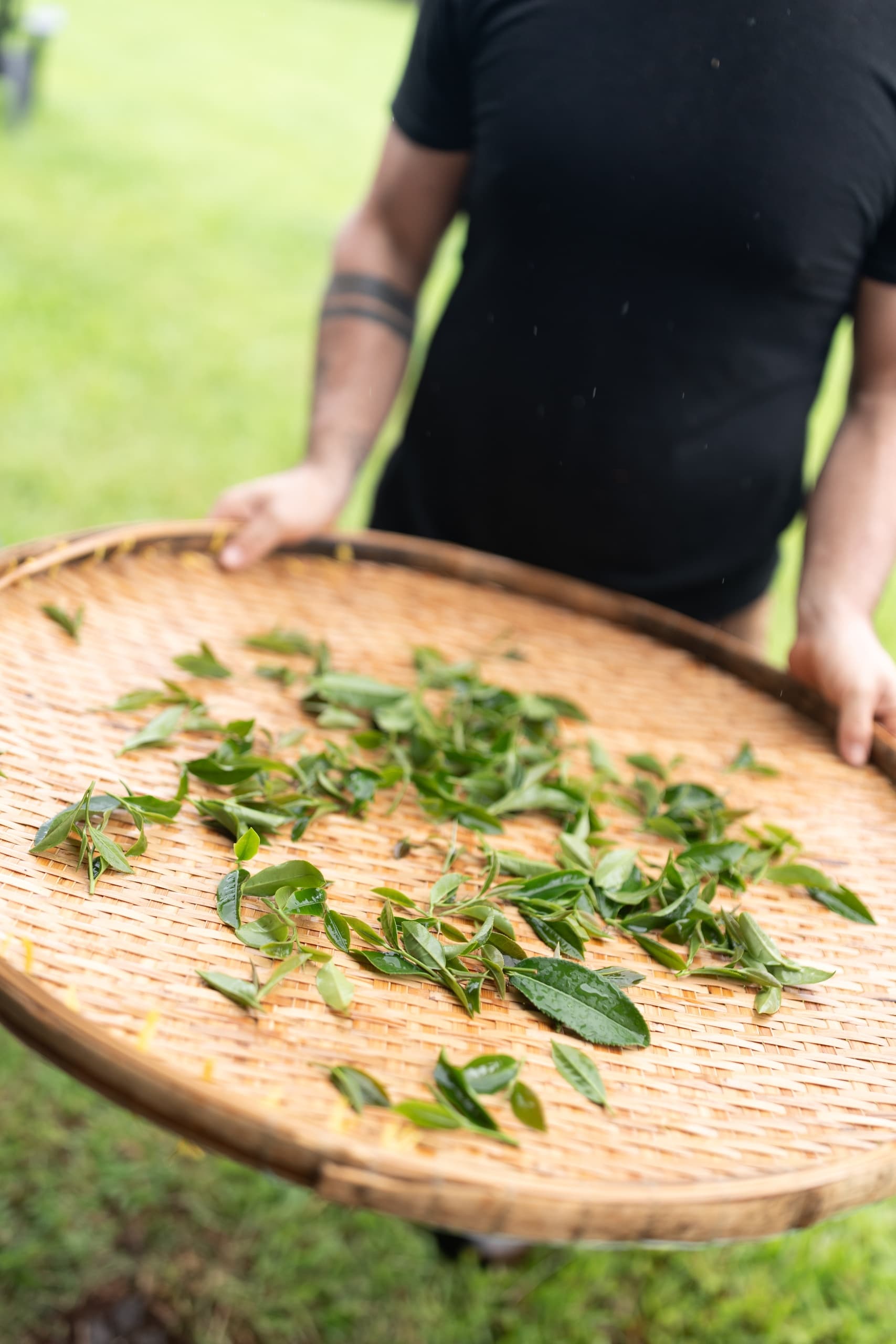 Volunteer Tea Picking