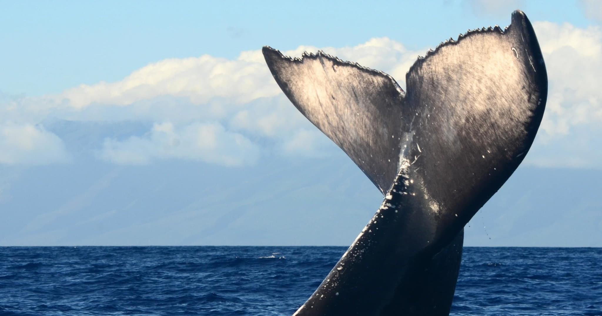 Combination Whale Watch & Snorkel