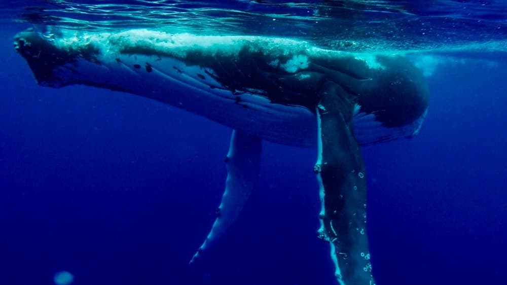 Whale Watching Adventure