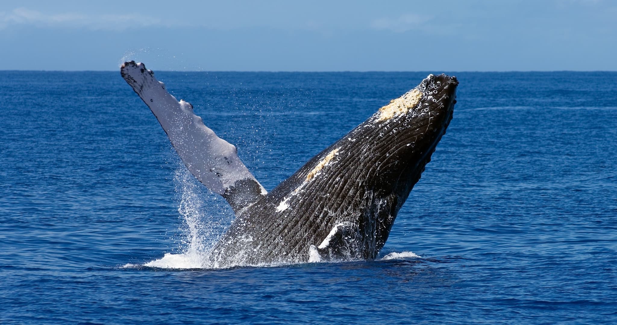 Andaz Whale Watch Outrigger Tour