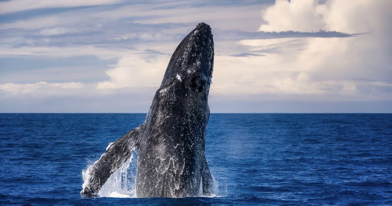 Best Big Island Whale Watch