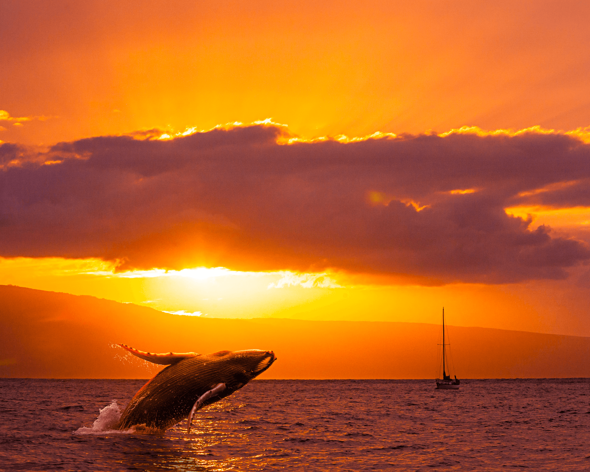 BYOB Sunset & Whale Watching Tour