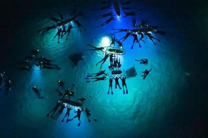 Manta Ray Night Snorkel