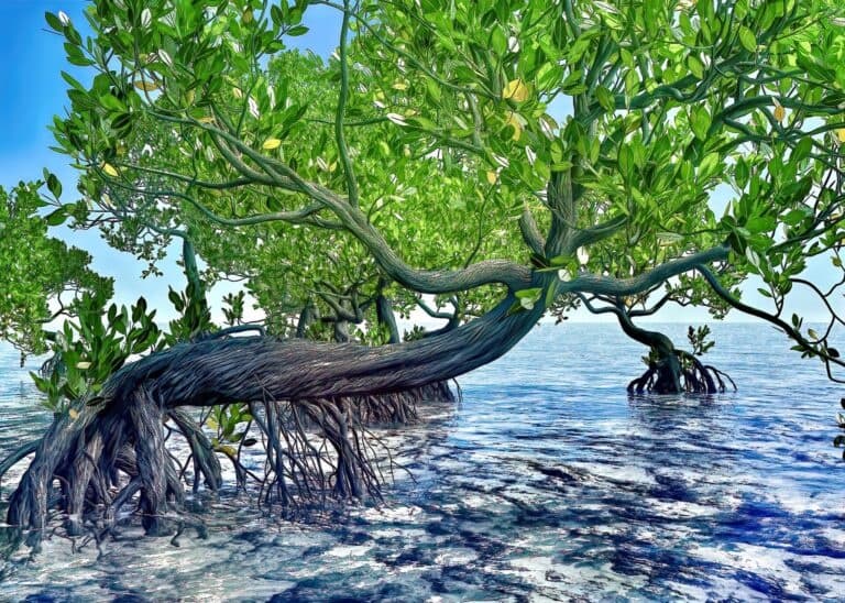 ʻAKA HAWAI'I - Mangrove Kayaking