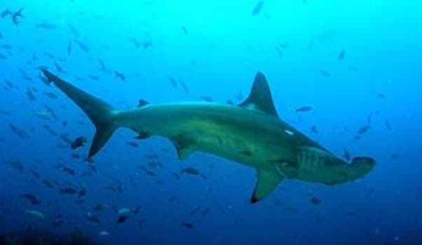 Epic Diving Adventures 3 tank Molokai