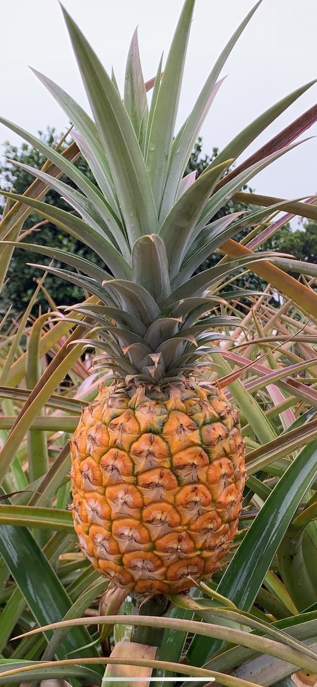 AllStar Oahu Circle island Tour