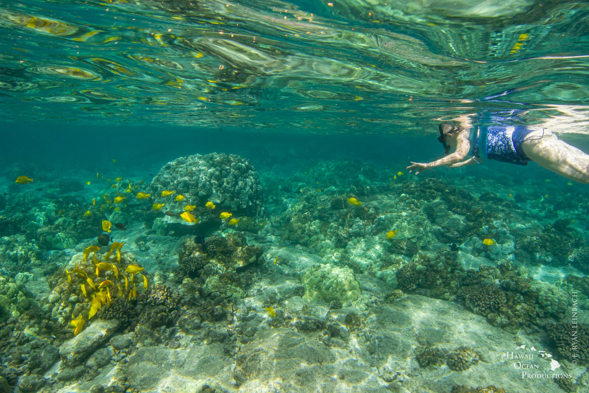 Afternoon Kealakekua Bay Snorkel