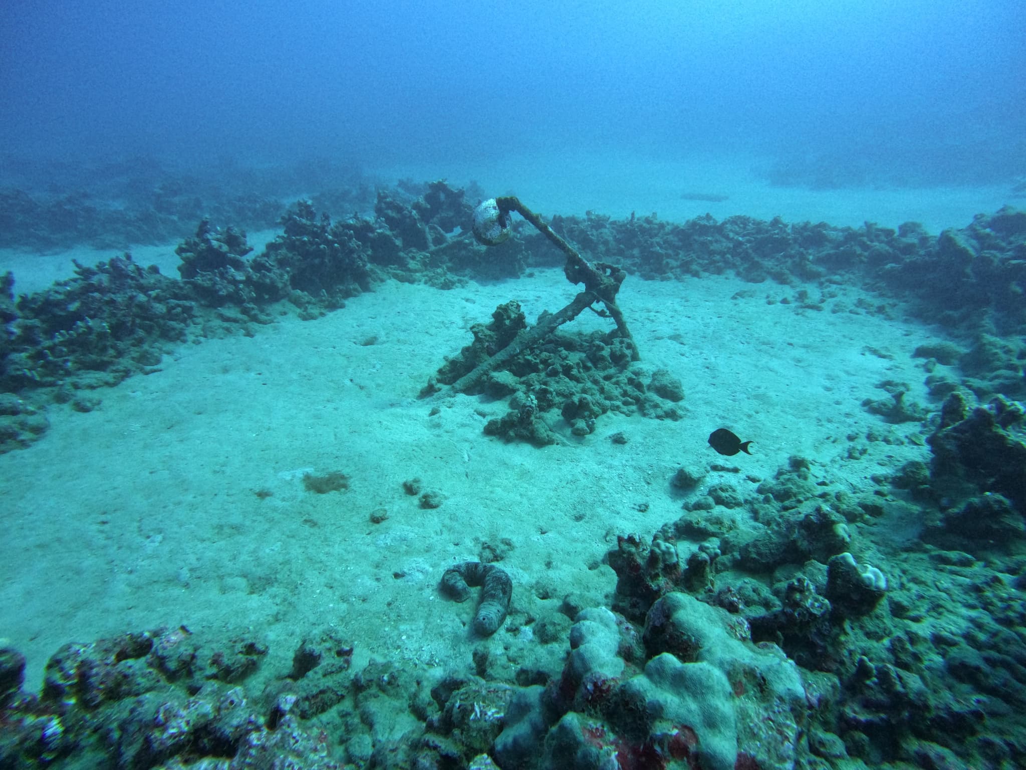 2 Tank Holo Holo Drift Day