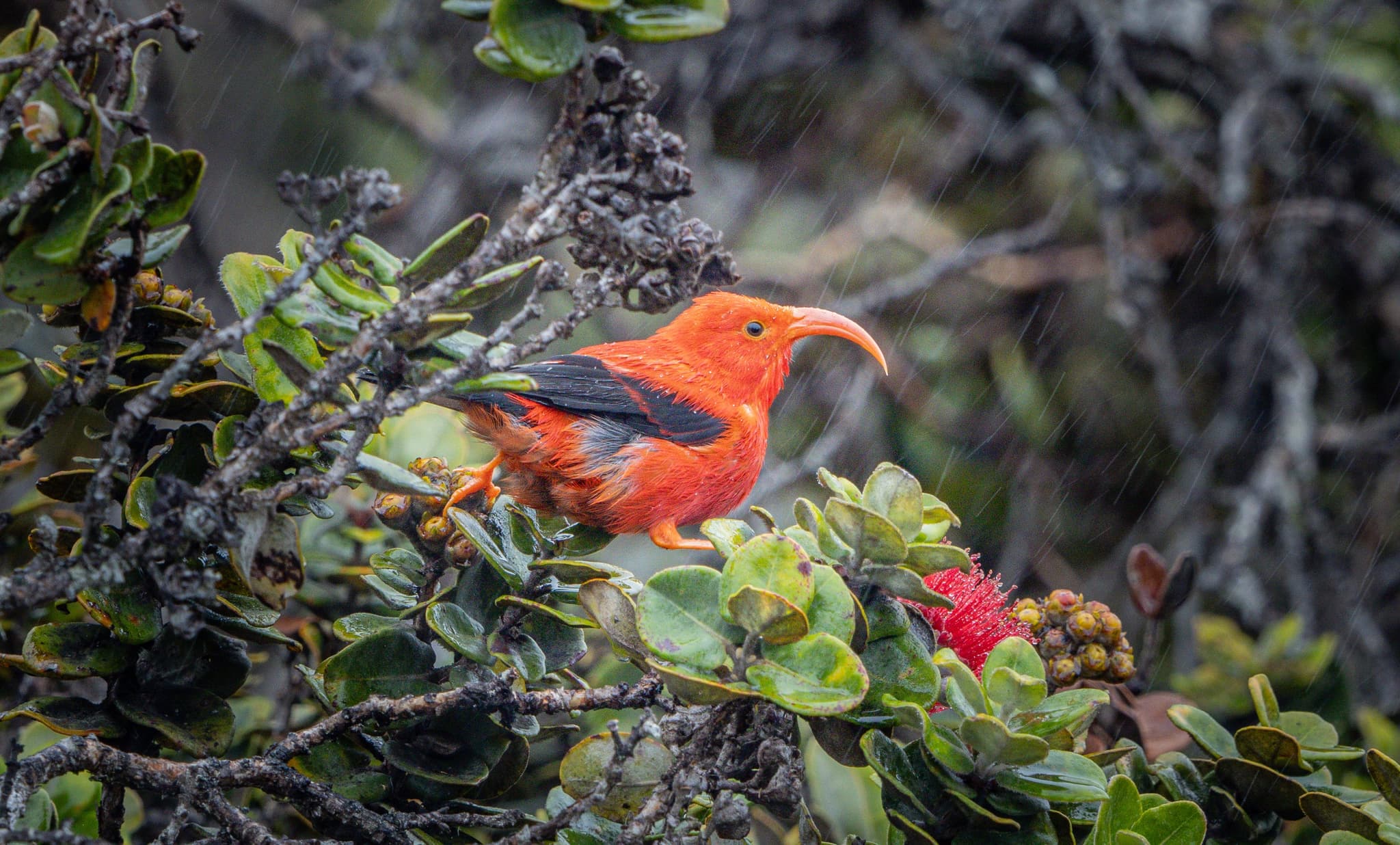 Big Island Birdwatching