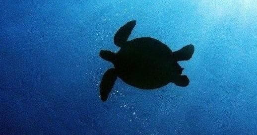 Kayak and Snorkel West Maui at Olowalu (3.5 hrs)