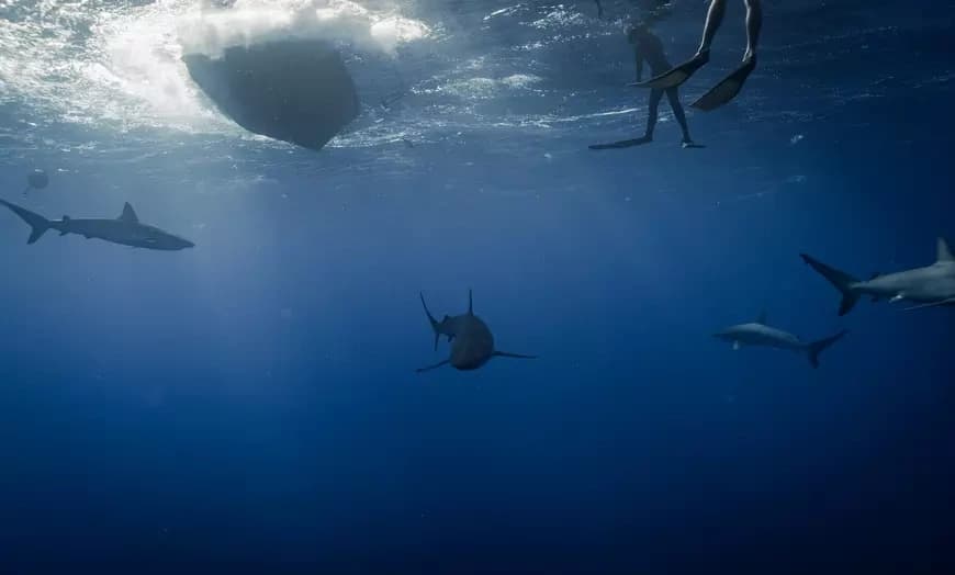 Cage Free Shark Diving