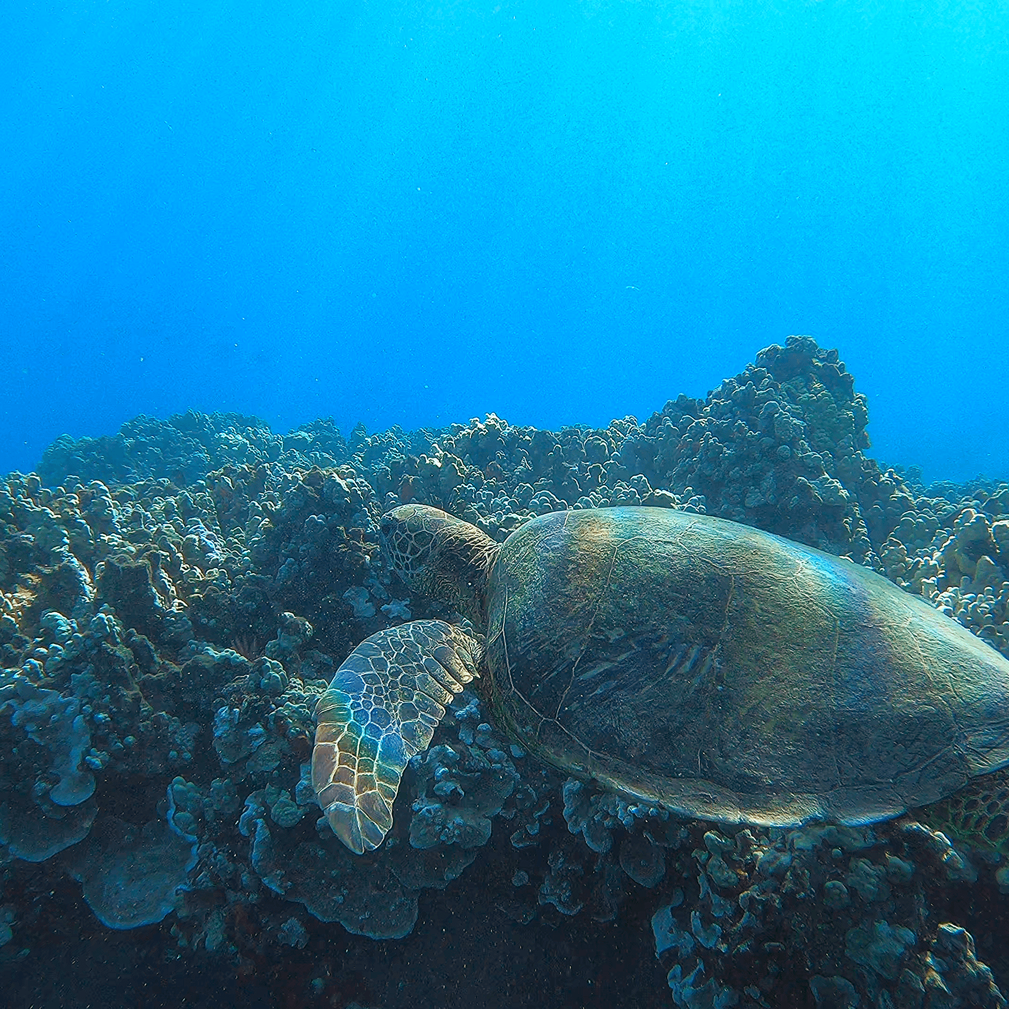 Epic Snorkel Adventure
