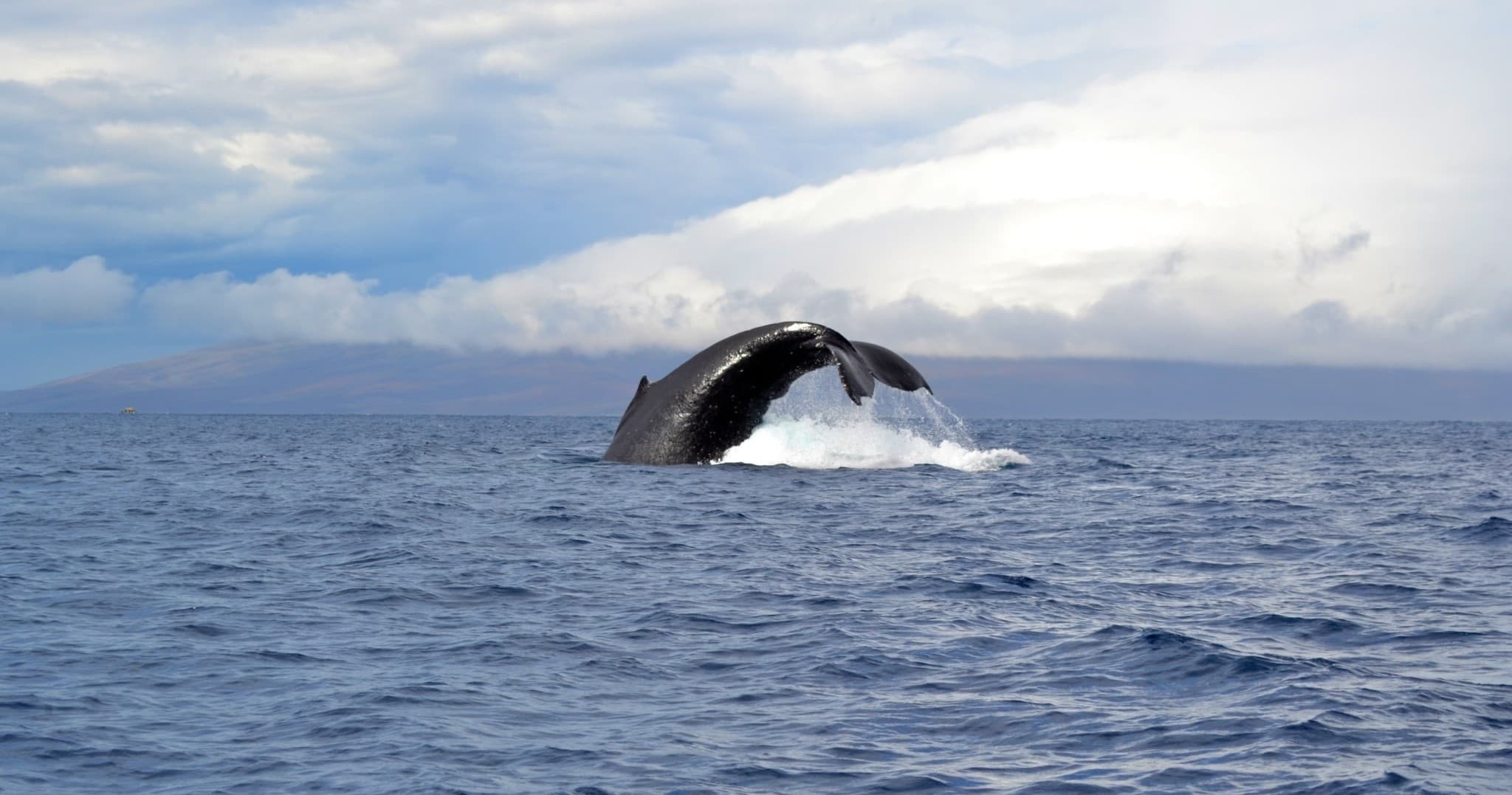 Half-Day Charter Glacier Bay