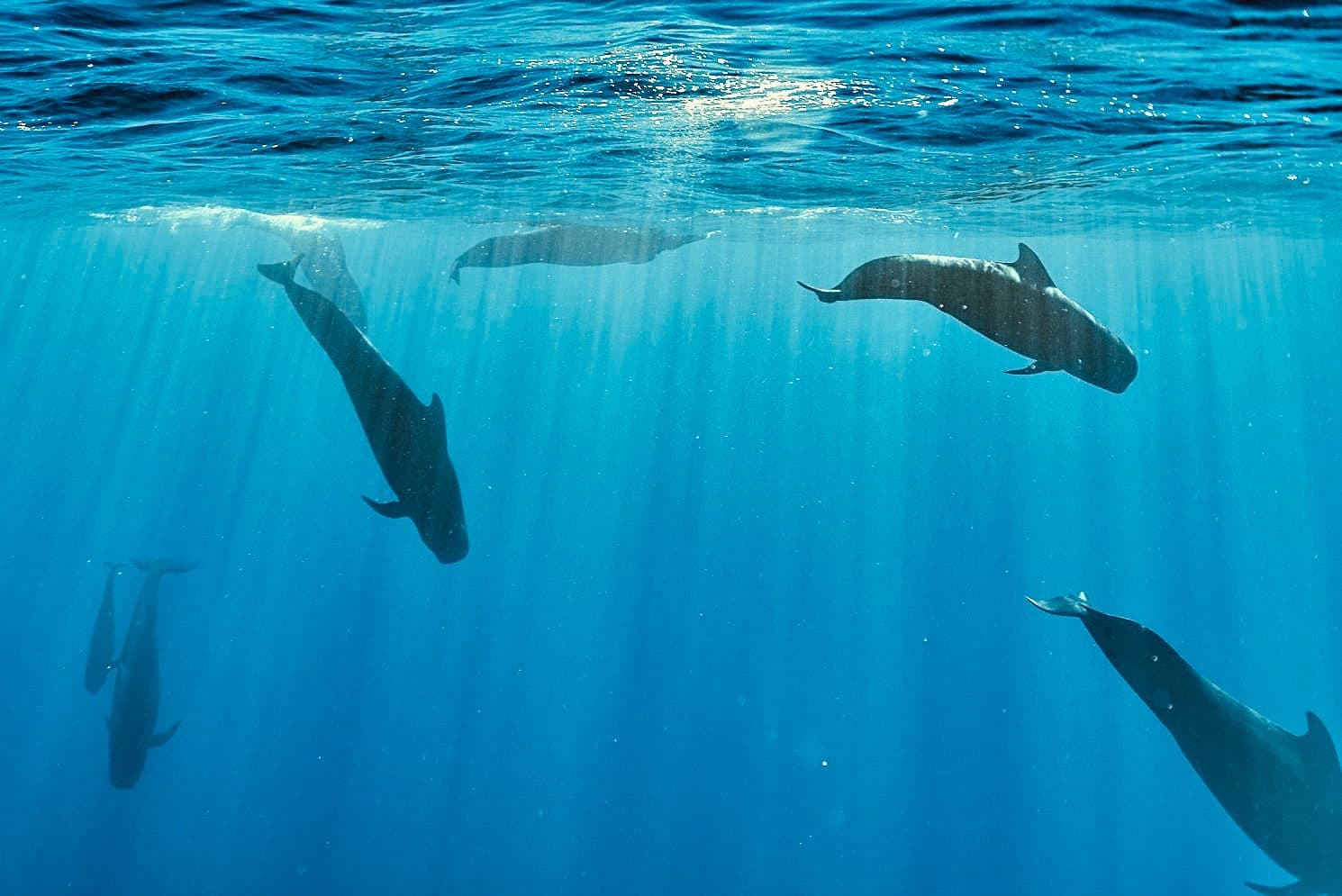 AʻO HAWAIʻI - Swim with Dolphin