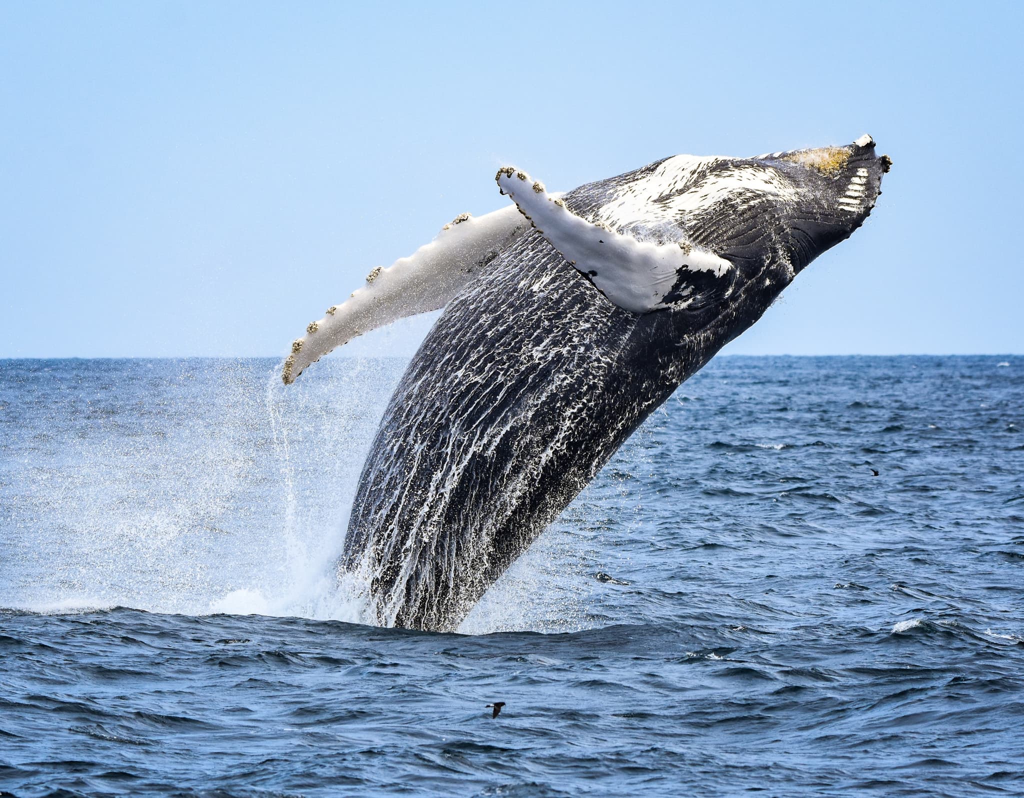 Whale Watching Adventure