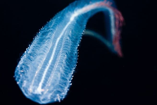 1-Tank Pelagic Black Water Night Dive