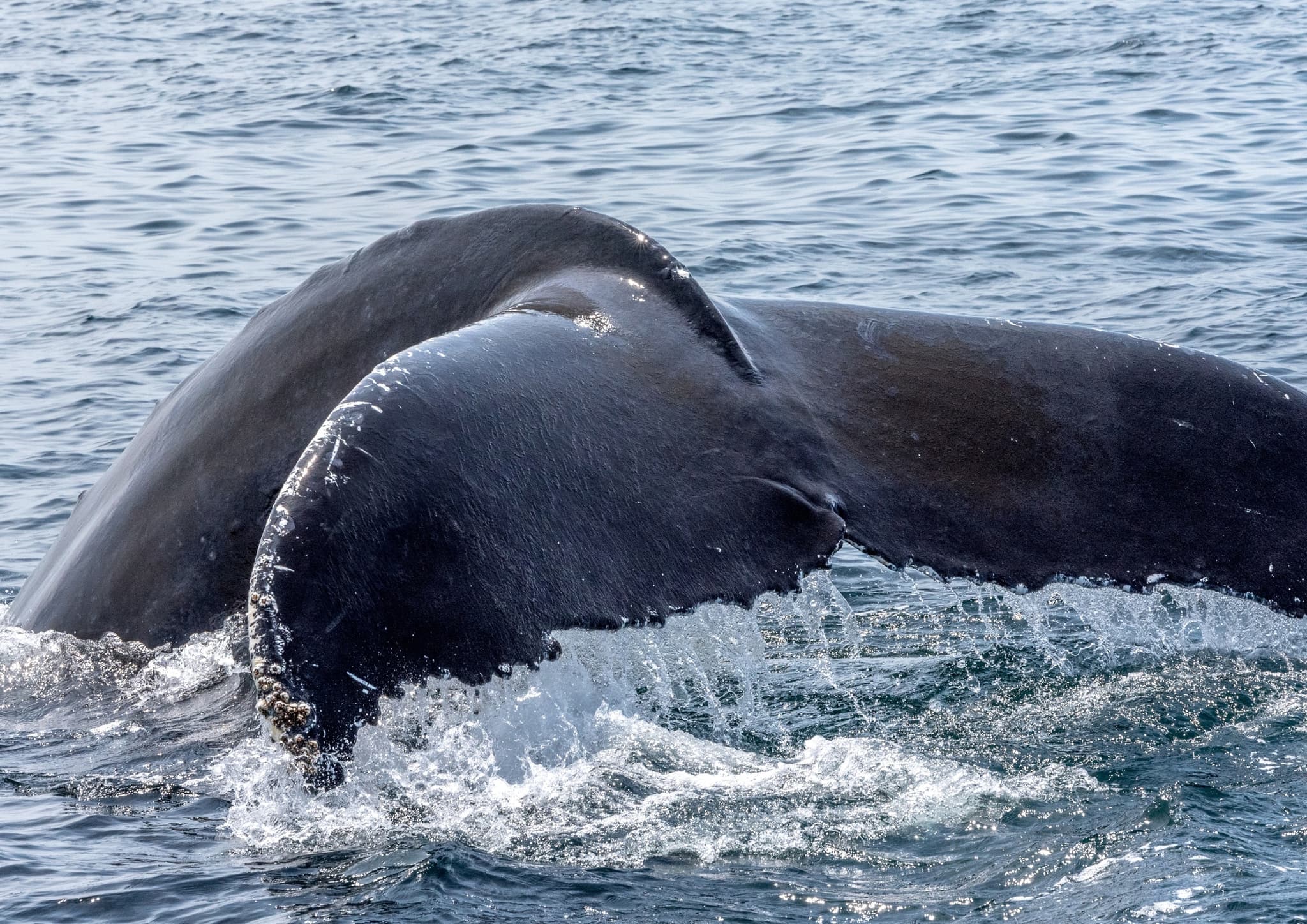 Whale Watching Tour  |  December - March