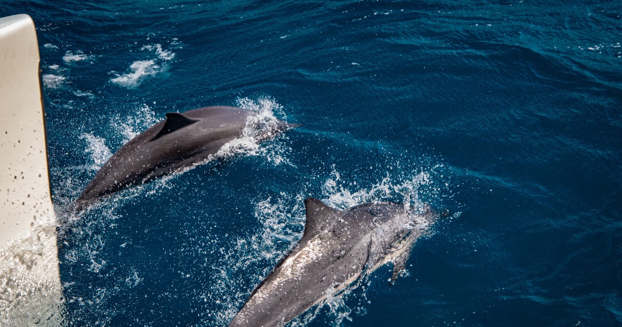 West Maui Half Day Snorkel Adventure