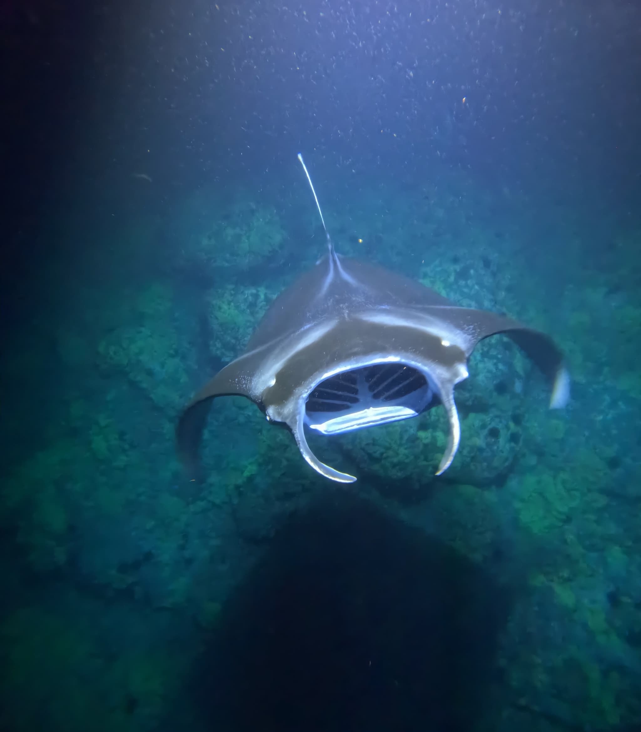 Sunset Manta Ray Snorkel