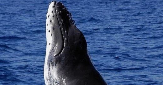 Sea Shepherd 2 Hour Whale Watch