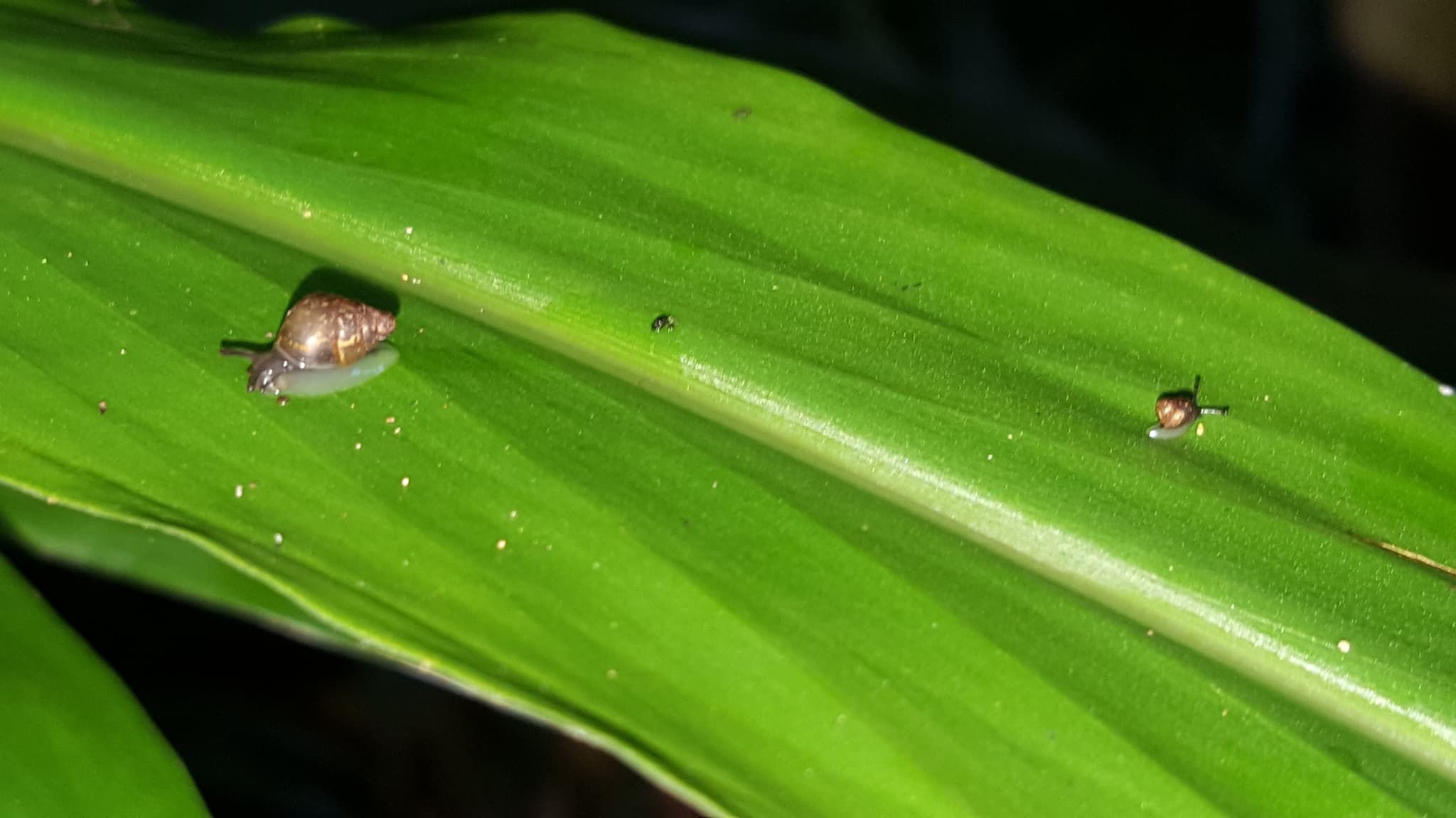 Hawaii Volcanic Rainforest Hike
