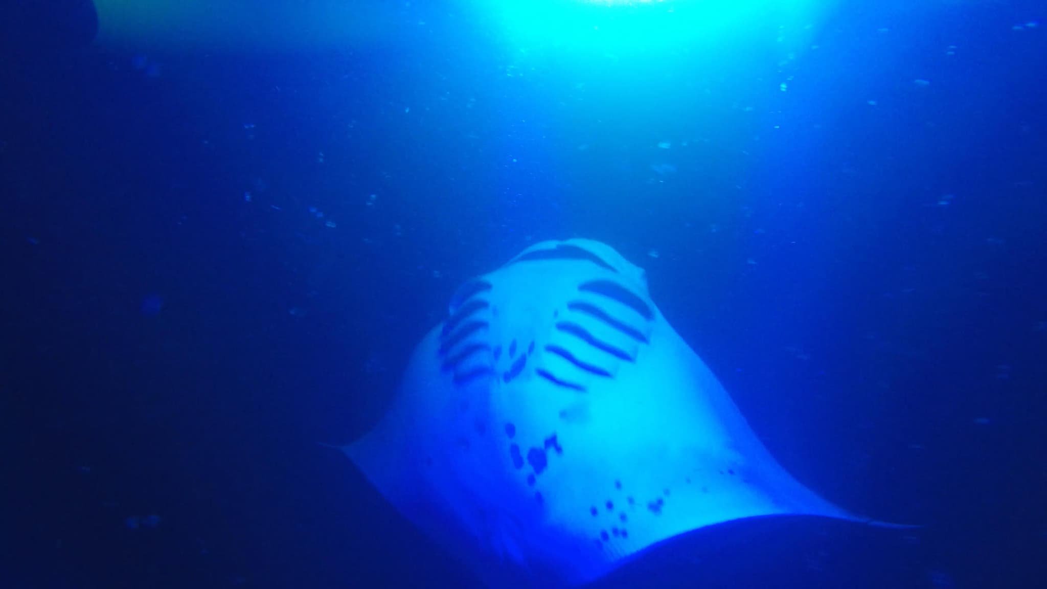 Sunset Paddle & Manta Ray Experience