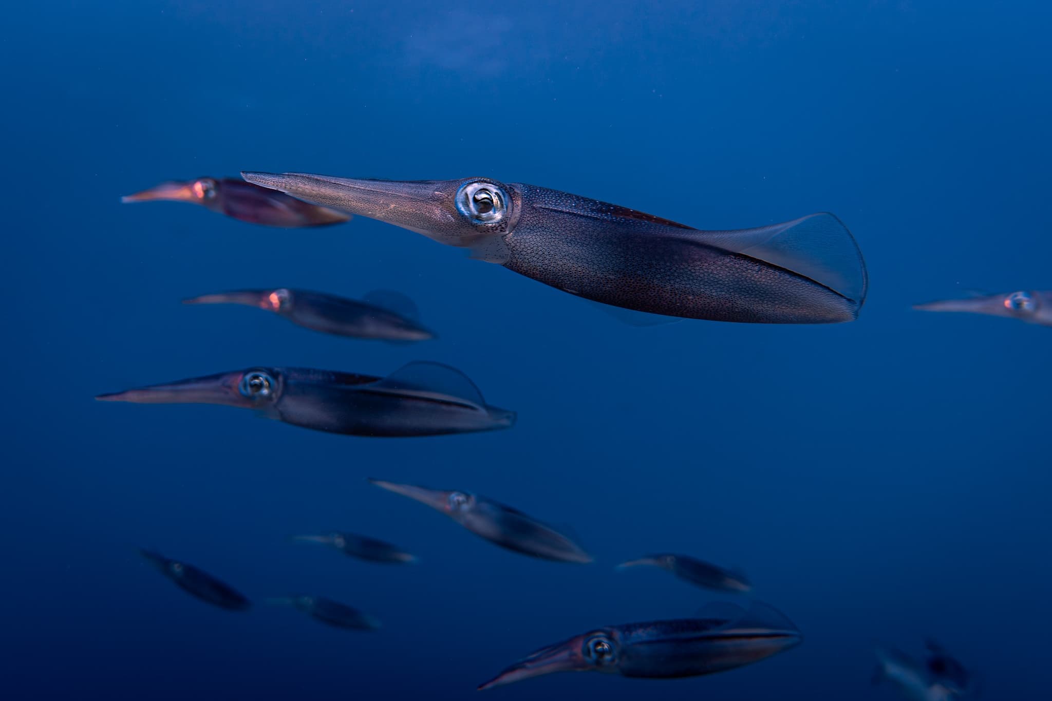 Private Guided Turtle Scuba Dive from Shore! (Electric Beach)