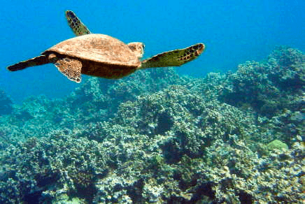 Beach / Shoreline Snorkel
