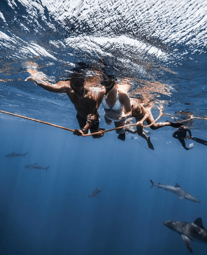 Open Water Shark Dive