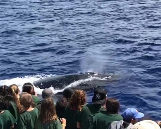 Keiki Whalewatch 2026