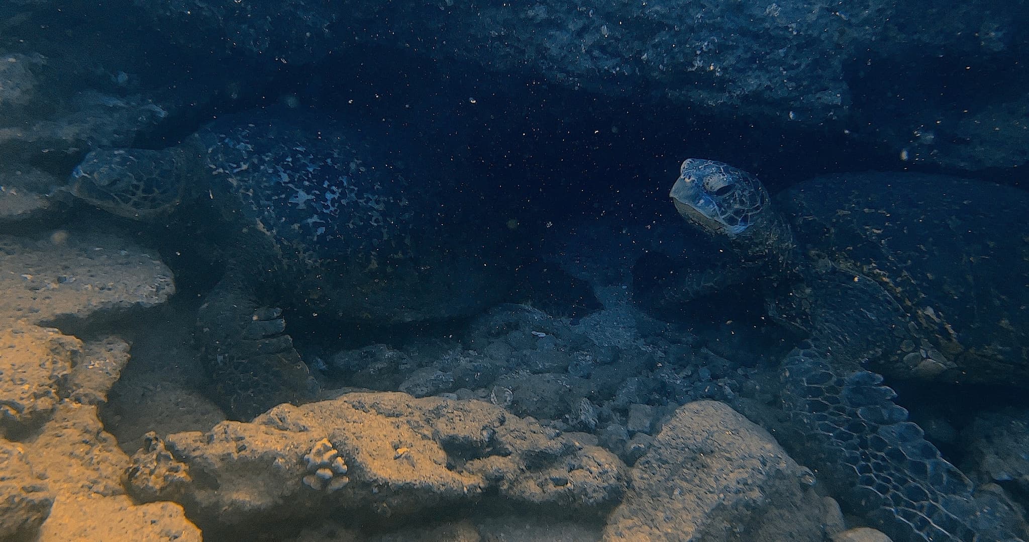 Open Water Diver eLearning