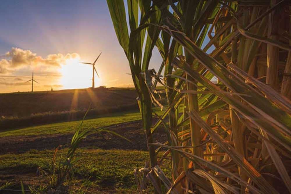 Grown Here Not Flown Here