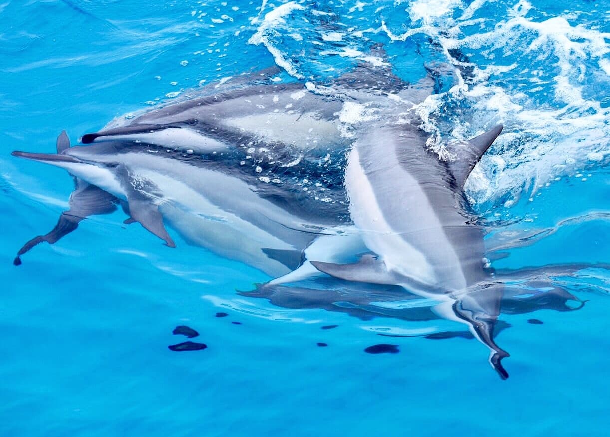 Scuba Dive for Beginners