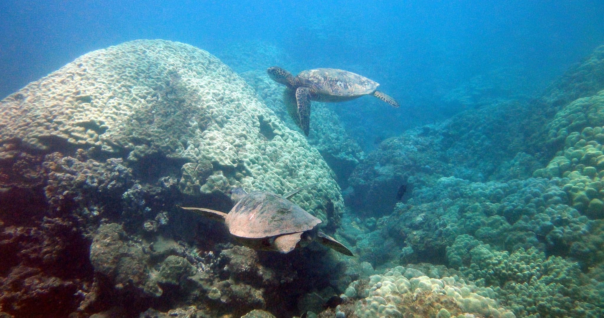 Kayak and Snorkel West Maui at Olowalu (3.5 hrs)