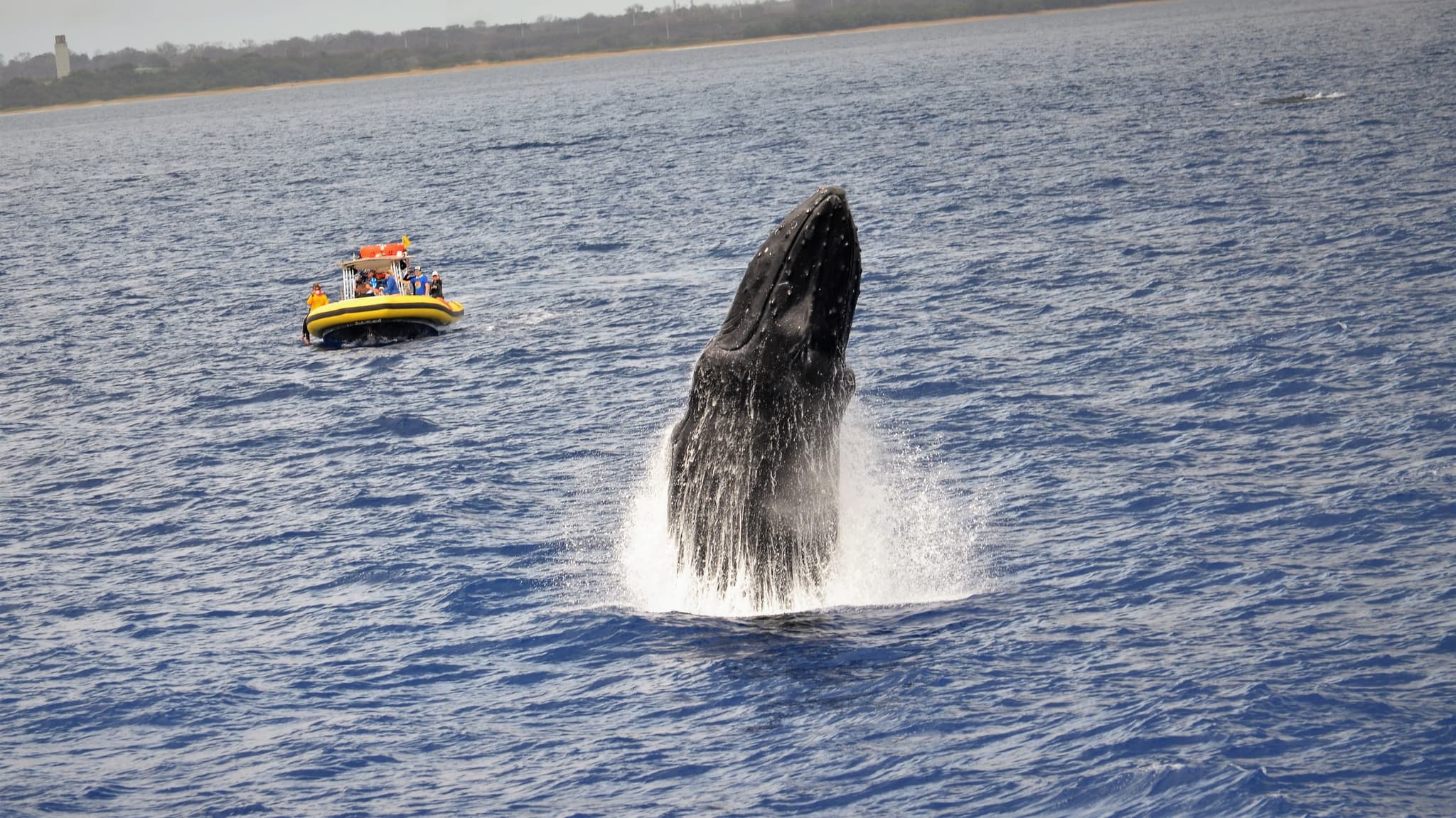 1.5 Hour Whale Watch