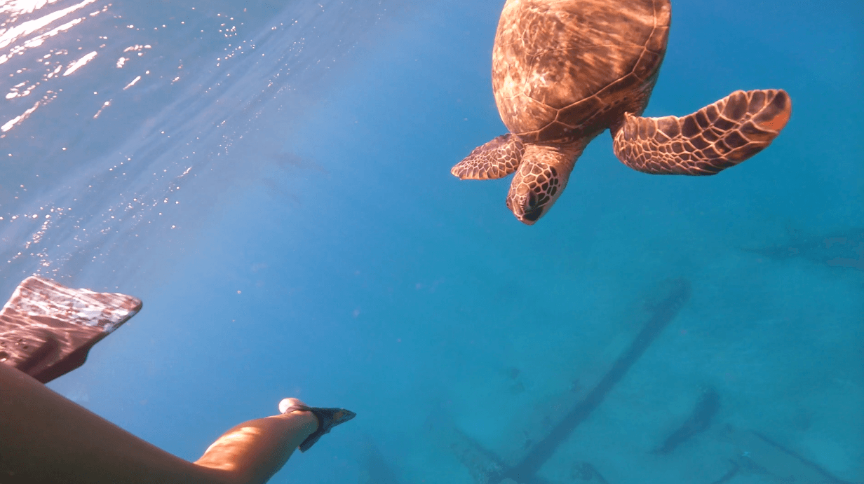 Semi-Private 3 Hour Eco-Raft Maui Turtle Snorkel