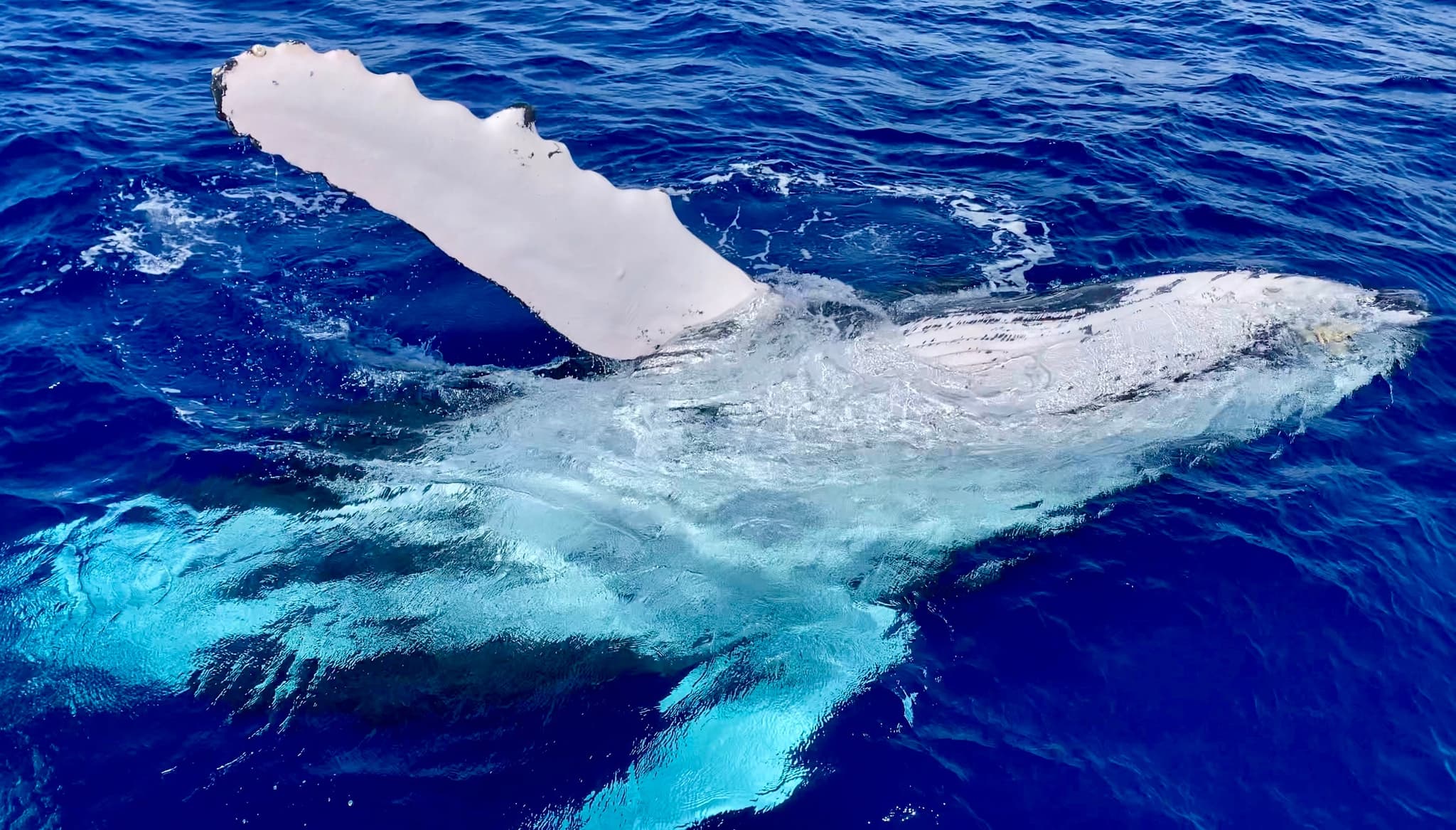 8:50 Prime Time Whale Watch