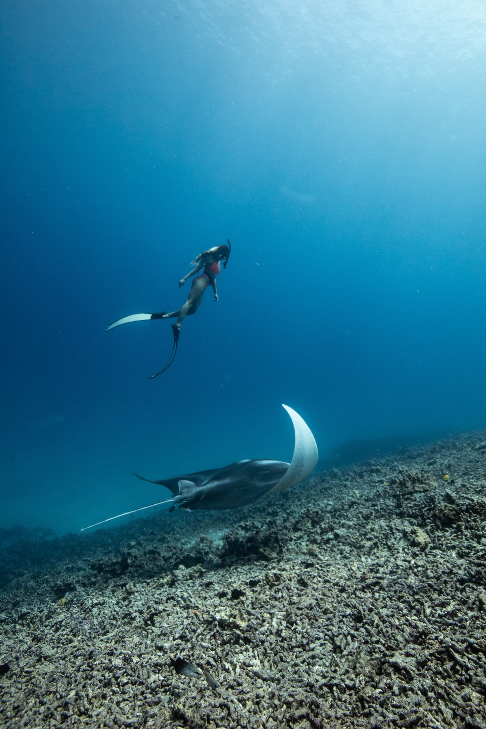Freediving Expedition