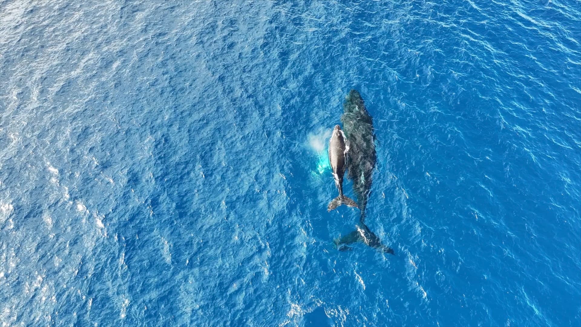 Private Whale Watch Cruise • Catamaran Artemis