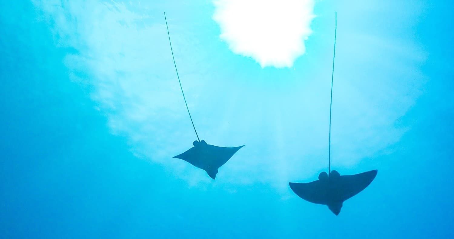 PADI Open Water Referral 2 dives