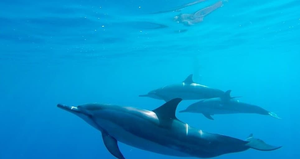 Wildlife and Reef Adventure