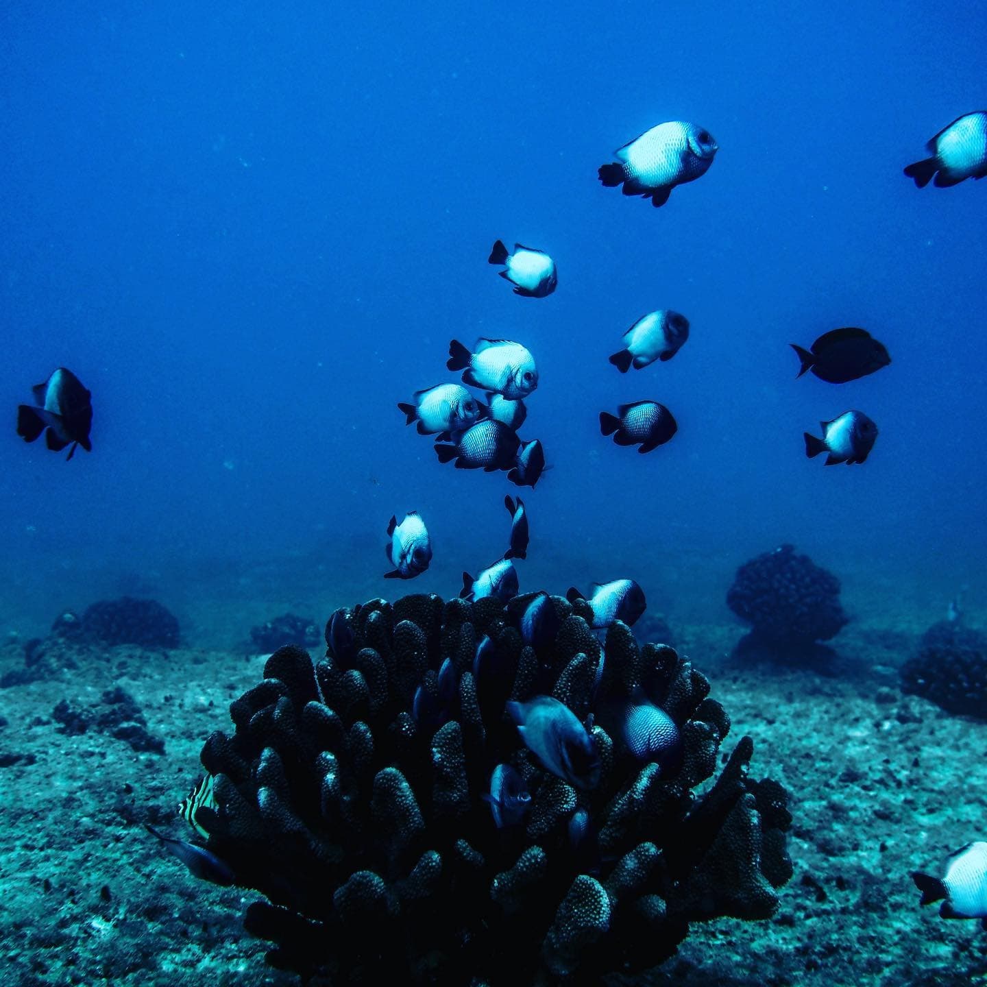 PADI Advanced Open Water Certification