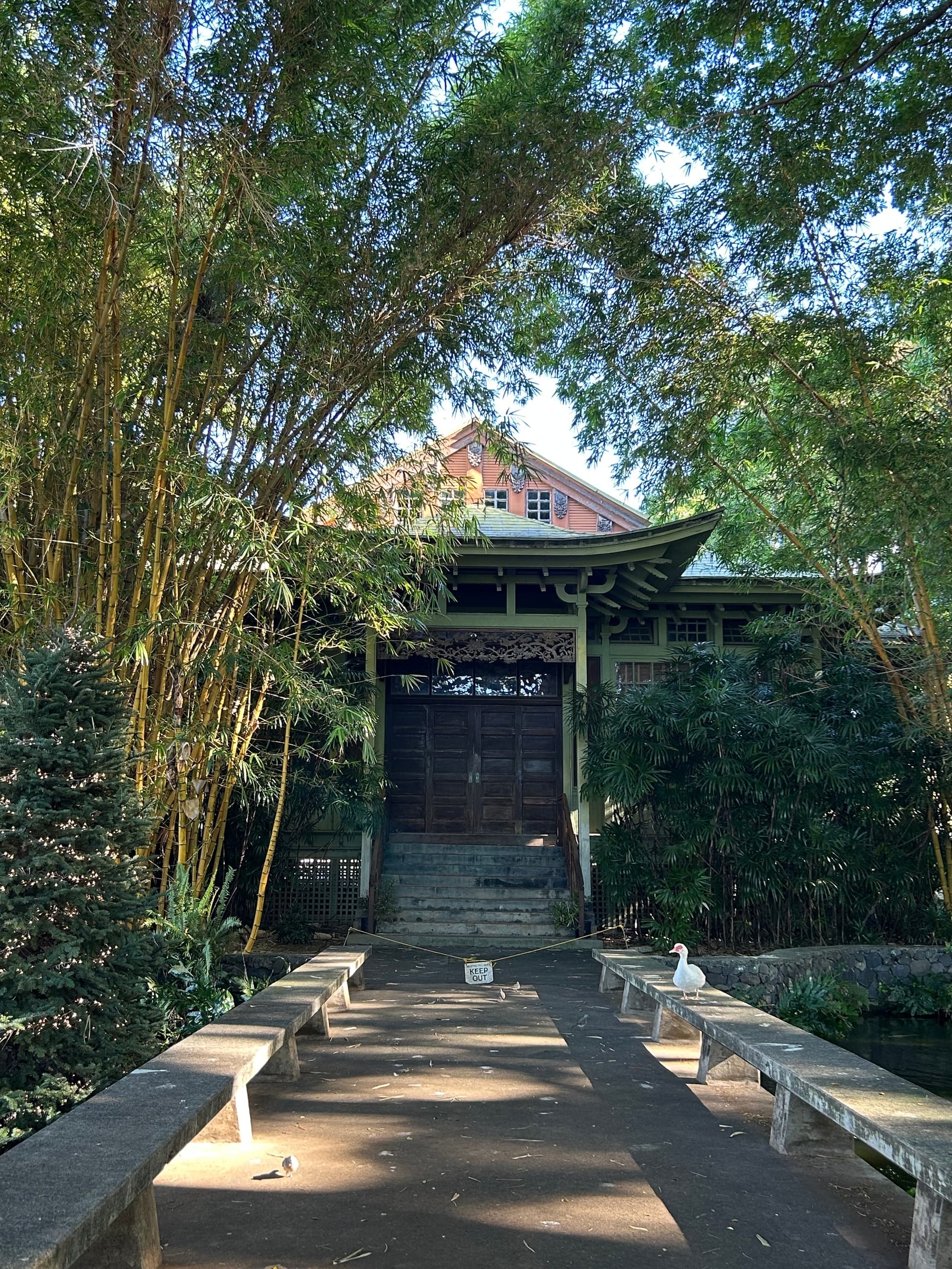 Forest Bathing at Moanalua Gardens
