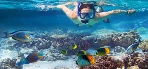 Sail & Sea Turtle Swim